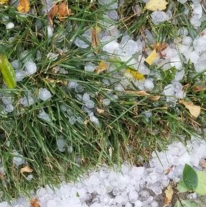 Meet your Posher, Misty